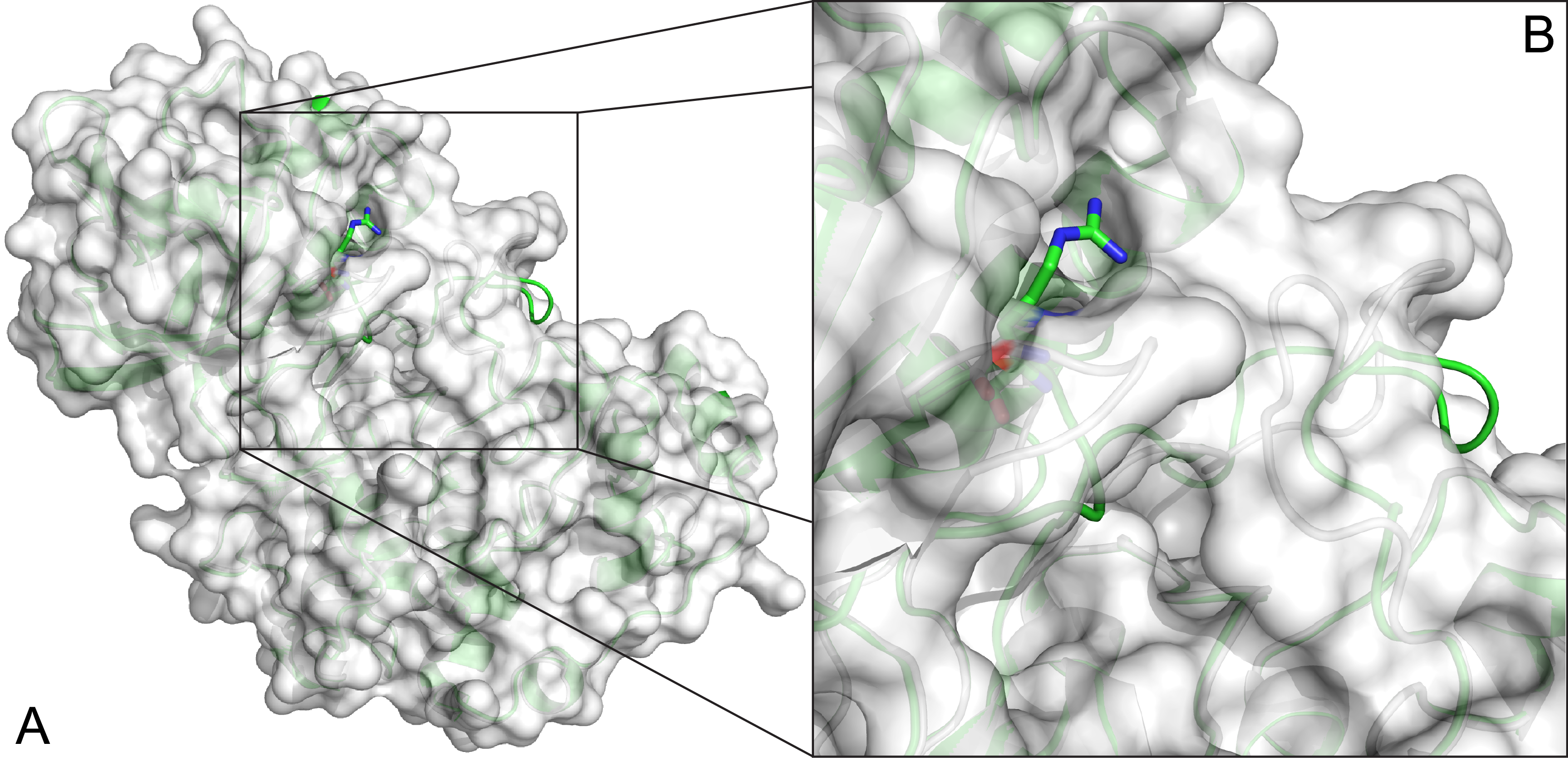 Plant gas exchange is regulated by guard cells that form stomatal pores. Stomatal adjustments are crucial for plant survival; they regulate uptake of CO2 for photosynthesis, loss of water, and entrance of air pollutants such as ozone. We mapped ozone hypersensitivity, more open stomata, and stomatal CO2-insensitivity phenotypes of the Arabidopsis thaliana accession Cvi-0 to a single amino acid substitution in MITOGEN-ACTIVATED PROTEIN (MAP) KINASE 12 (MPK12). In parallel, we showed that stomatal CO2-insensitivity phenotypes of a mutant cis (CO2-insensitive) were caused by a deletion of MPK12. Lack of MPK12 impaired bicarbonate-induced activation of S-type anion channels. We demonstrated that MPK12 interacted with the protein kinase HIGH LEAF TEMPERATURE 1 (HT1)—a central node in guard cell CO2 signaling—and that MPK12 functions as an inhibitor of HT1. These data provide a new function for plant MPKs as protein kinase inhibitors and suggest a mechanism through which guard cell CO2 signaling controls plant water management.