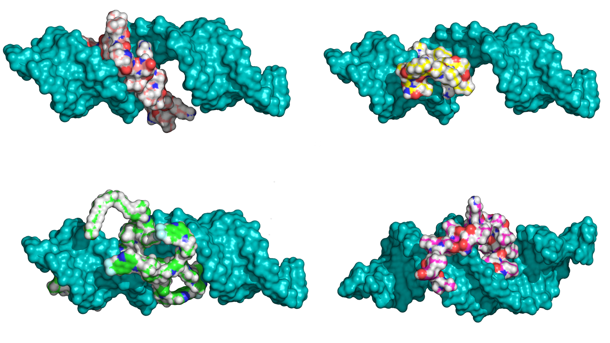 The binding affinity of a series of cell-penetrating peptides (CPP) was modeled through docking and making use of the number of intermolecular hydrogen bonds, lipophilic contacts, and the number of sp3 molecular orbital hybridization carbons. The new ranking of the peptides is consistent with the experimentally determined efficiency in the downregulation of luciferase activity, which includes the peptides' ability to bind and deliver the siRNA into the cell.
The predicted structures of the complexes of peptides to siRNA were stable throughout 10 ns long, explicit water molecular dynamics simulations. The stability and binding affinity of peptide-siRNA complexes was related to the sidechains and modifications of the CPPs, with the stearyl and quinoline groups improving affinity and stability. The reranking of the peptides docked to siRNA, together with explicit water molecular dynamics simulations, appears to be well suited to describe and predict the interaction of CPPs with siRNA.