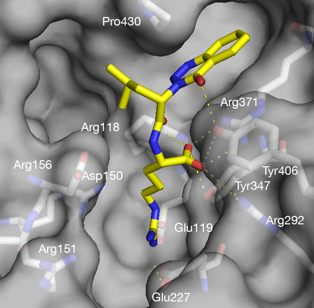 A.T. Garcia-Sosa, S. Sild, U. Maran, Design of Multi-Binding-Site Inhibitors, Ligand Efficiency, and Consensus Screening of Avian Influenza H5N1 Wild-Type Neuraminidase and of the Oseltamivir-Resistant H274Y Variant, Journal of Chemical Information and Modeling, J. Chem. Inf. Model. 2008, Vol. 48, 2074-2080 H5N1 influenza neuraminidase docking virtual screening The binding sites of wild-type avian influenza A H5N1 neuraminidase, as well as those of the Tamiflu (oseltamivir)-resistant H274Y variant, were explored computationally to design inhibitors that target simultaneously several adjacent binding sites of the open conformation of the virus protein. 
The compounds with the best computed free energies of binding, in agreement by two docking methods, consensus scoring, and ligand efficiency values, suggest that mimicking a polysaccharide, β-lactam, and other structures, including known drugs, could be routes for multibinding site inhibitor design. 
This new virtual screening method based on consensus scoring and ligand efficiency indices is introduced, which allows the combination of pharmacodynamic and pharmacokinetic properties into unique measures.
