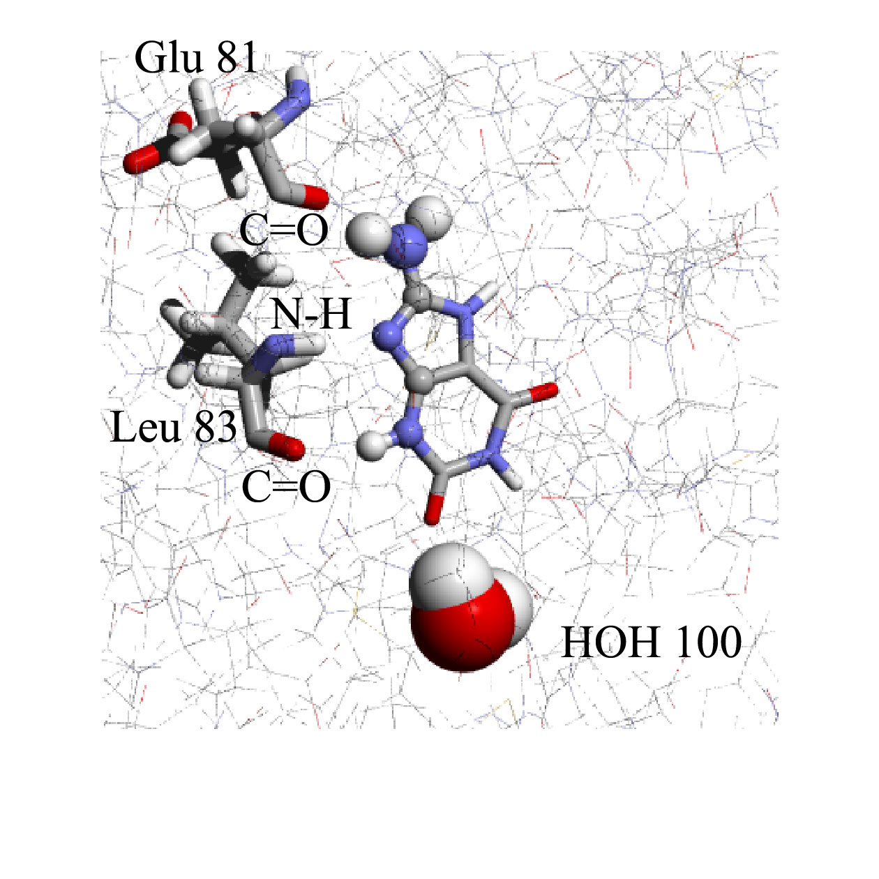 A.T. Garcia-Sosa, R.L. Mancera, The Effect of a Tightly-Bound Water Molecule on Scaffold Diversity in the Computer-Aided de novo Ligand Design of CDK2 Inhibitors, Journal of Molecular Modeling, J. Mol. Model. 2006, Vol. 12, Issue 4, 422-431 CDK2 water drug design de novo discovery ligand Abstract: We have determined the effects that tightly bound water molecules have on the de novo design of cyclin-dependent kinase-2 (CDK2) ligands. 
In particular, we have analyzed the impact of a specific structural water molecule on the chemical diversity and binding mode of ligands generated through a de novo structure-based ligand generation method in the binding site of CDK2. 
The tightly bound water molecule modifies the size and shape of the binding site and we have found that it also imposed constraints on the observed binding modes of the generated ligands. 
This in turn had the indirect effect of reducing the chemical diversity of the underlying molecular scaffolds that were able to bind to the enzyme satisfactorily.

